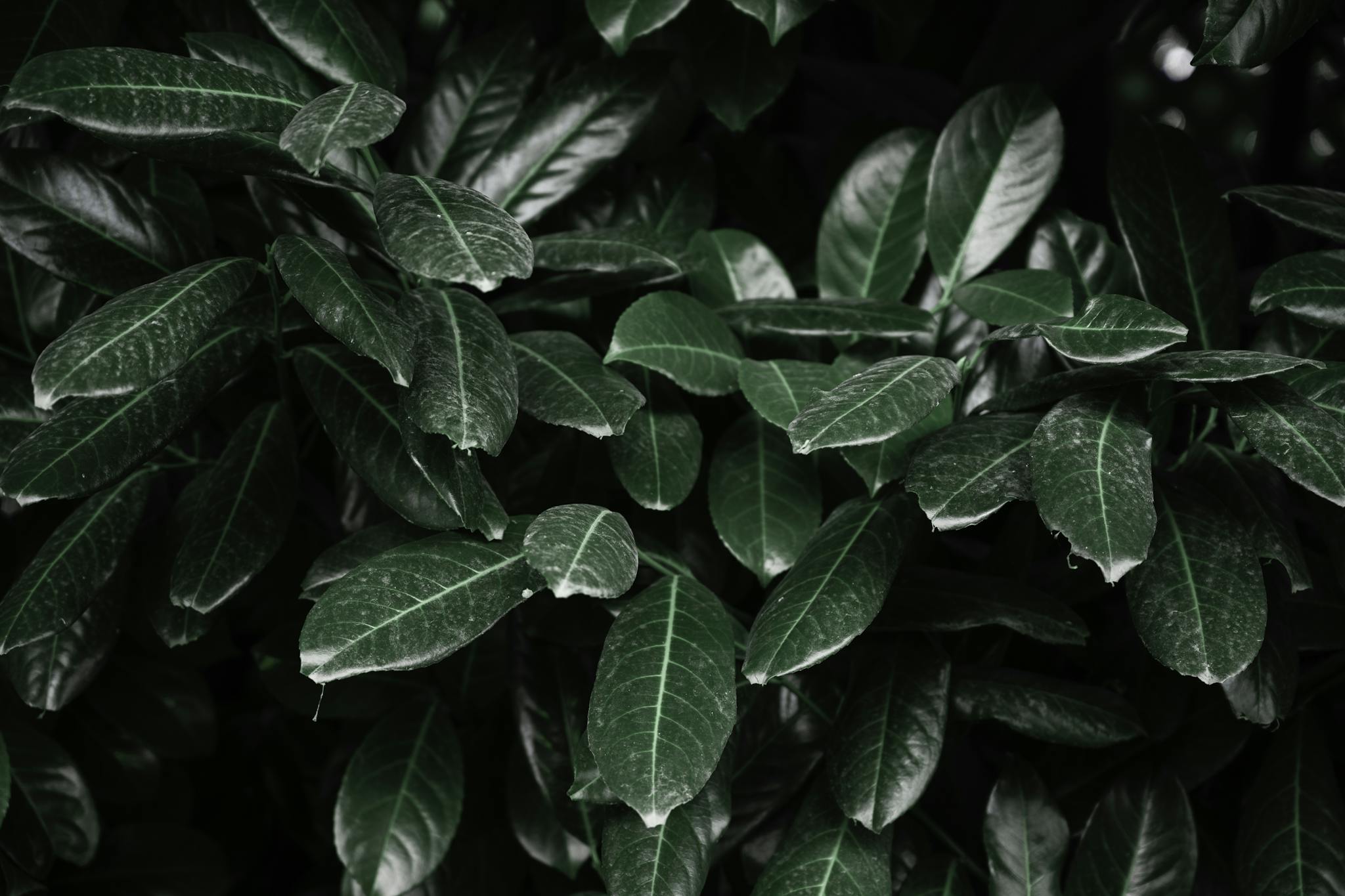 A vibrant close-up of dark green leaves showcasing nature's beauty.